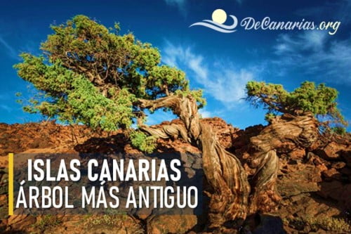 arbol mas antiguo de canarias