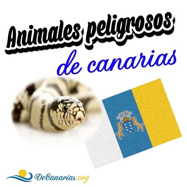 Animales peligrosos en Canarias