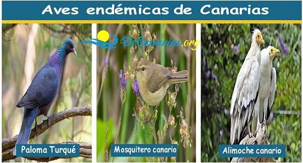 Aves de Canarias